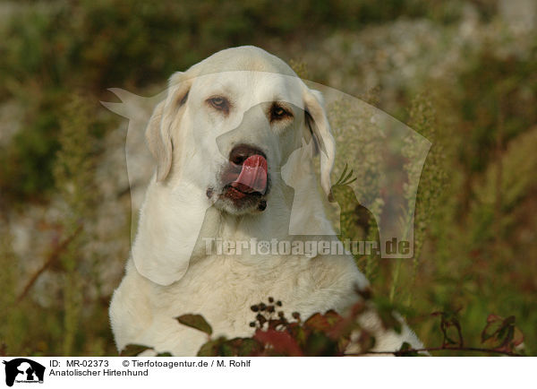 Anatolischer Hirtenhund / MR-02373