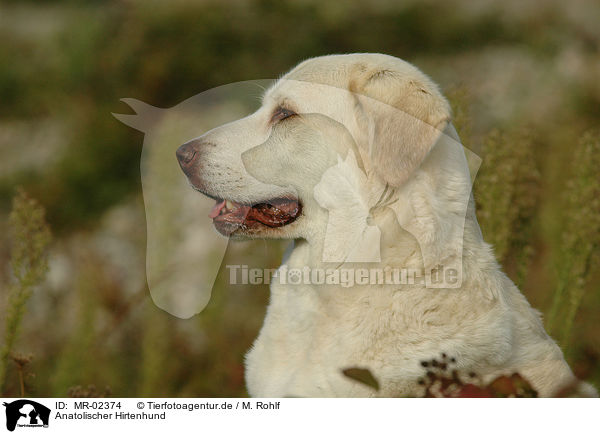 Anatolischer Hirtenhund / MR-02374