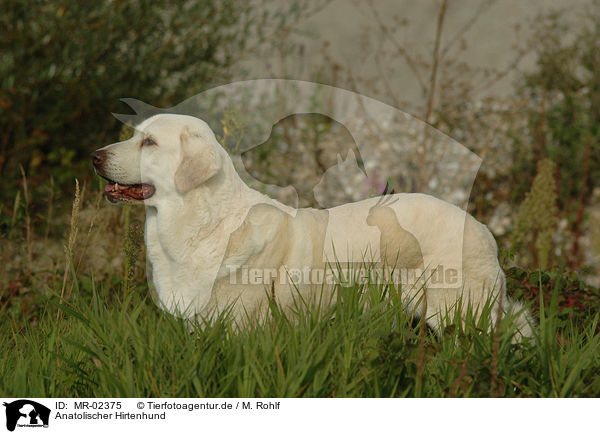 Anatolischer Hirtenhund / MR-02375