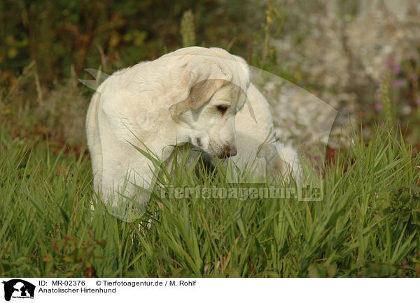 Anatolischer Hirtenhund / MR-02376