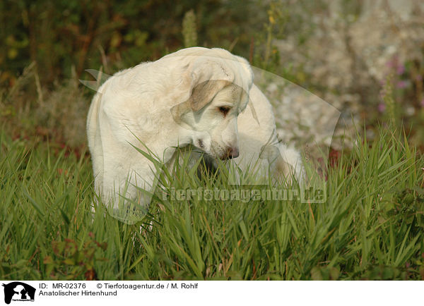 Anatolischer Hirtenhund / Akbash / MR-02376