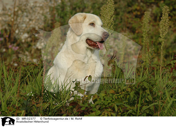 Anatolischer Hirtenhund / MR-02377