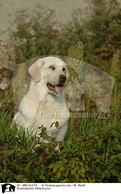 Anatolischer Hirtenhund / MR-02378