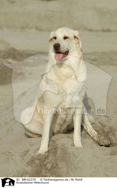 Anatolischer Hirtenhund / MR-02379