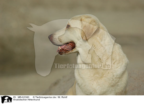 Anatolischer Hirtenhund / MR-02380