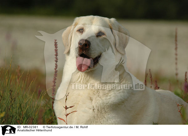 Anatolischer Hirtenhund / MR-02381