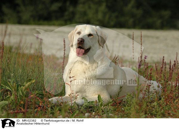 Anatolischer Hirtenhund / Akbash / MR-02382