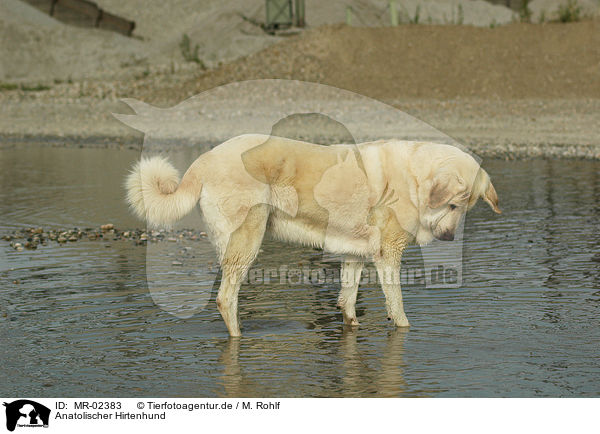 Anatolischer Hirtenhund / MR-02383