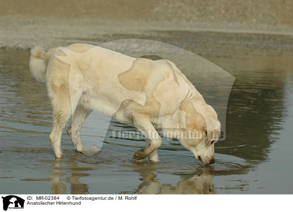Anatolischer Hirtenhund / Akbash / MR-02384
