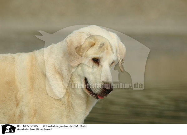 Anatolischer Hirtenhund / Akbash / MR-02385