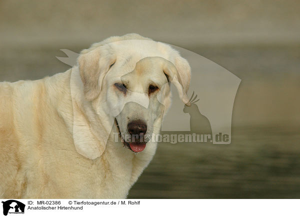 Anatolischer Hirtenhund / MR-02386