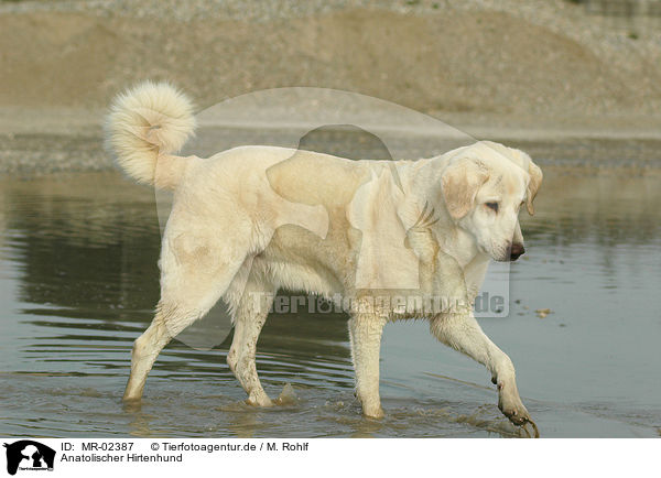 Anatolischer Hirtenhund / MR-02387