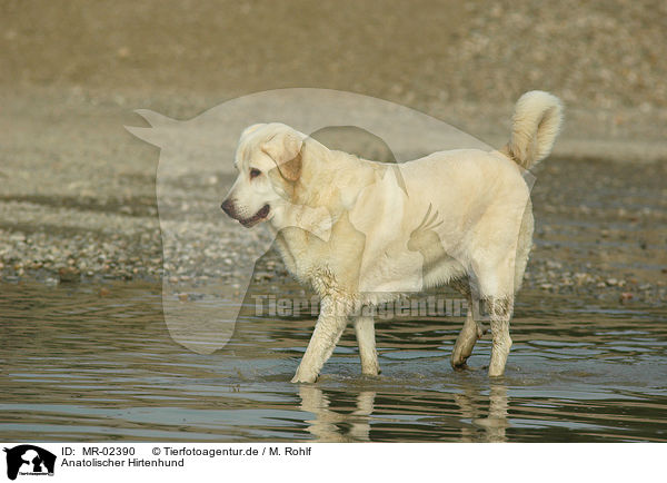 Anatolischer Hirtenhund / MR-02390