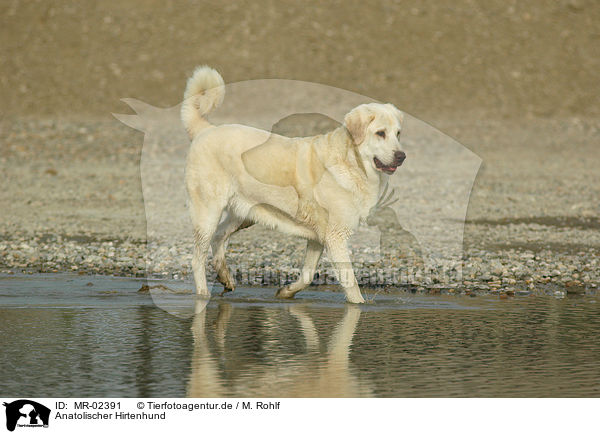 Anatolischer Hirtenhund / MR-02391
