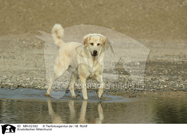 Anatolischer Hirtenhund / Akbash / MR-02392