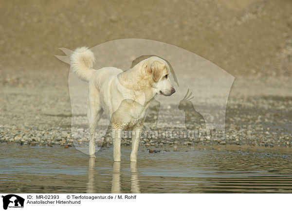 Anatolischer Hirtenhund / Akbash / MR-02393