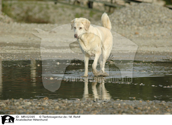Anatolischer Hirtenhund / MR-02395