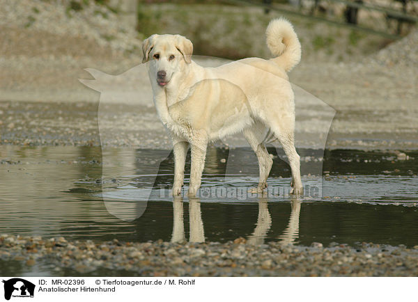 Anatolischer Hirtenhund / Akbash / MR-02396