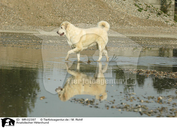 Anatolischer Hirtenhund / Akbash / MR-02397