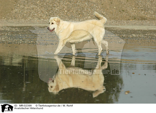 Anatolischer Hirtenhund / MR-02398