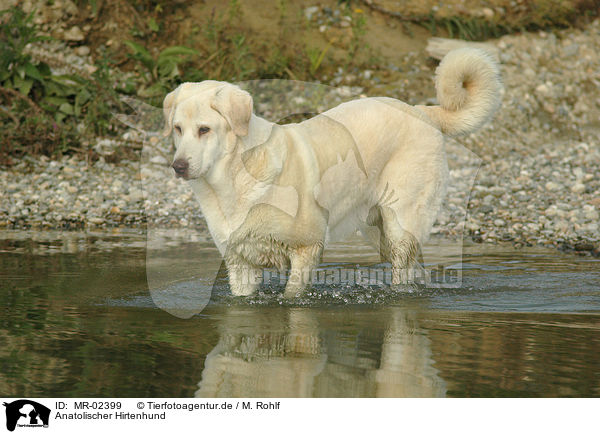 Anatolischer Hirtenhund / Akbash / MR-02399