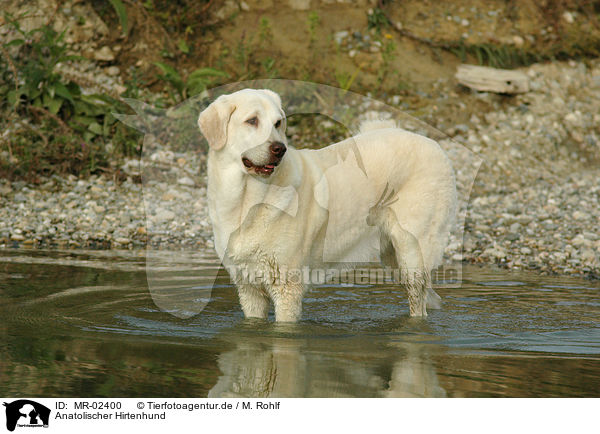 Anatolischer Hirtenhund / Akbash / MR-02400