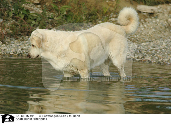 Anatolischer Hirtenhund / MR-02401