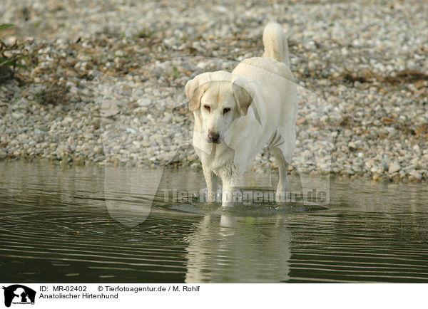 Anatolischer Hirtenhund / Akbash / MR-02402