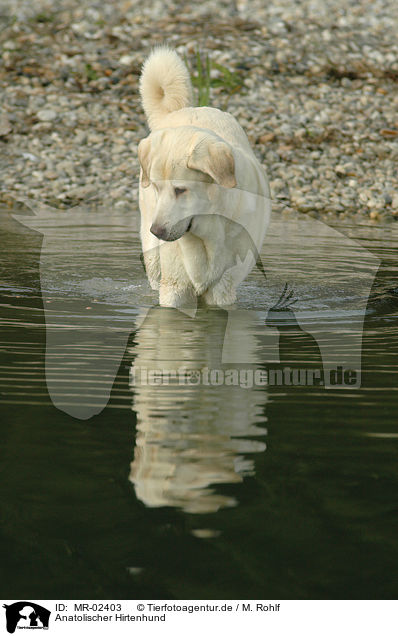 Anatolischer Hirtenhund / MR-02403