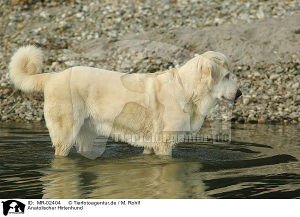 Anatolischer Hirtenhund / Akbash / MR-02404