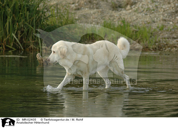 Anatolischer Hirtenhund / MR-02405