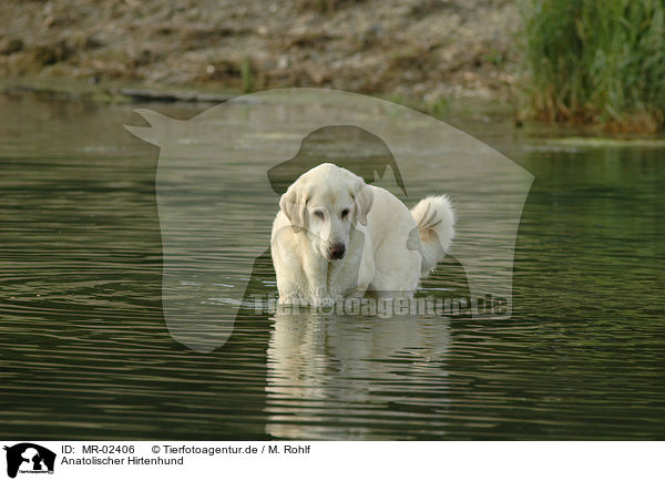 Anatolischer Hirtenhund / MR-02406