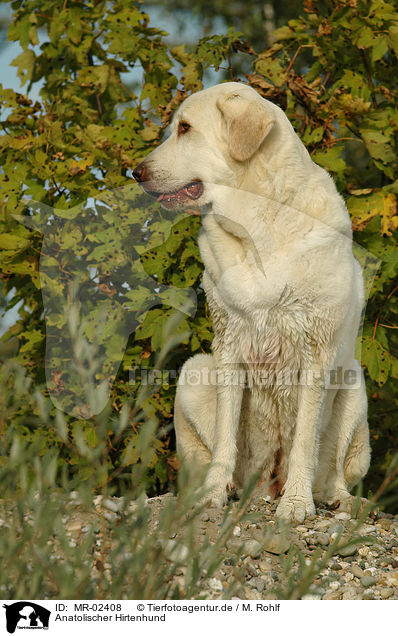 Anatolischer Hirtenhund / Akbash / MR-02408