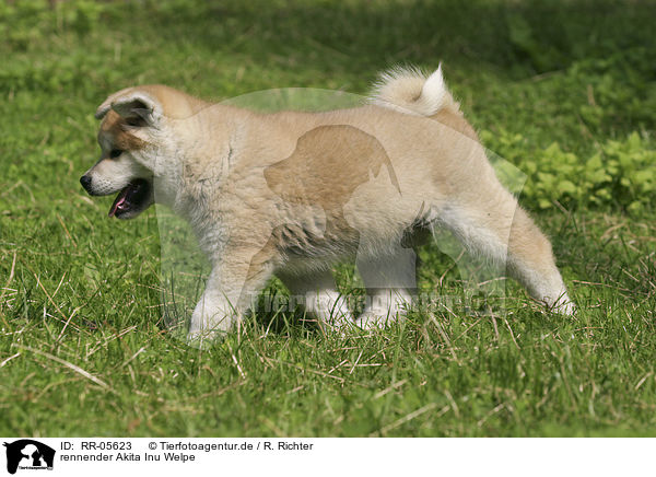 rennender Akita Inu Welpe / running Akita puppy / RR-05623