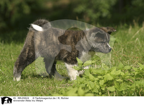 rennender Akita Inu Welpe / running Akita puppy / RR-05624