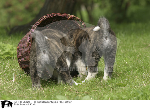 Akita Inus mit Korb / Akita puppies with basket / RR-05626