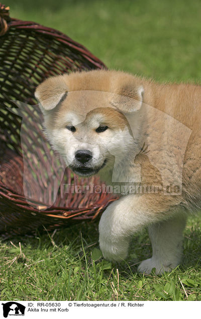 Akita Inu mit Korb / Akita puppy with basket / RR-05630