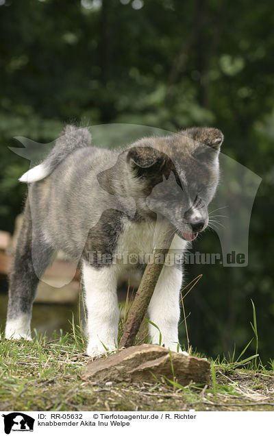knabbernder Akita Inu Welpe / gnawing puppy / RR-05632