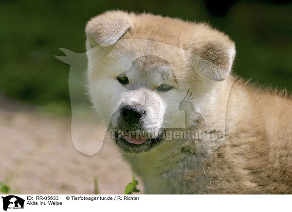 Akita Inu Welpe / Puppy Portrait / RR-05633
