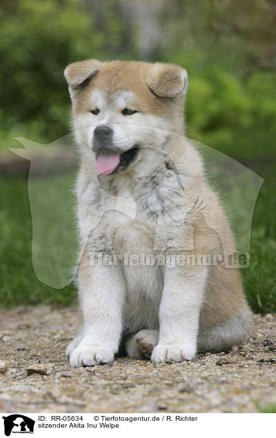 sitzender Akita Inu Welpe / sitting Akita puppy / RR-05634