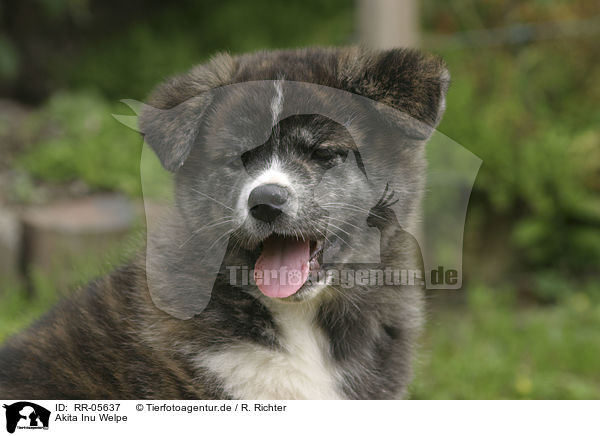 Akita Inu Welpe / Puppy Portrait / RR-05637