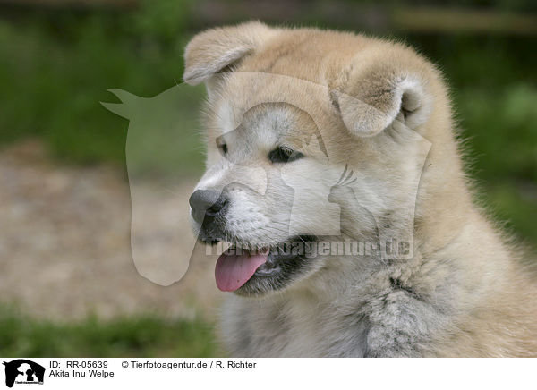 Akita Inu Welpe / Puppy Portrait / RR-05639
