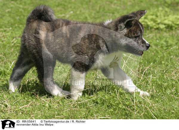 rennender Akita Inu Welpe / running Akita puppy / RR-05641