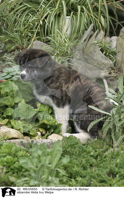 sitzender Akita Inu Welpe / sitting Akita puppy / RR-05650
