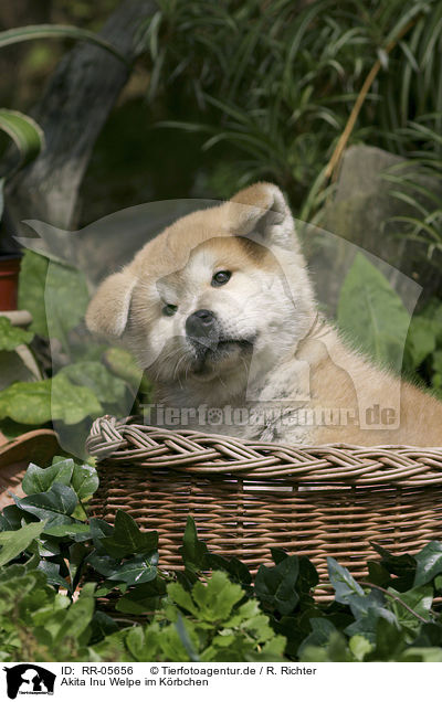Akita Inu Welpe im Krbchen / Akita Inu puppy in a basket / RR-05656