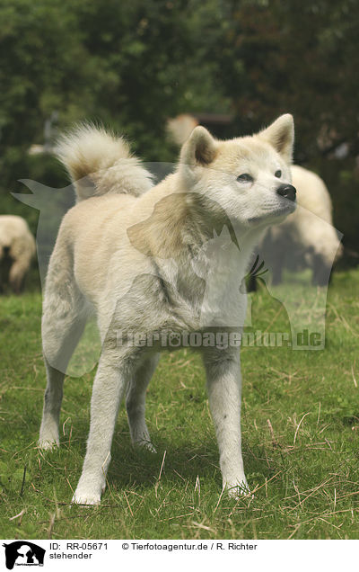 stehender / standing Akita Inu / RR-05671