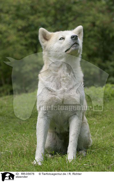 sitzender / sitting Akita Inu / RR-05676