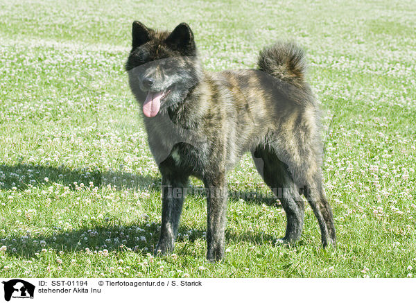 stehender Akita Inu / standing Akita Ina / SST-01194