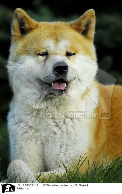 Akita Inu / Akita Inu / SST-02112