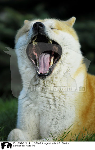 ghnender Akita Inu / yawning Akita Inu / SST-02114